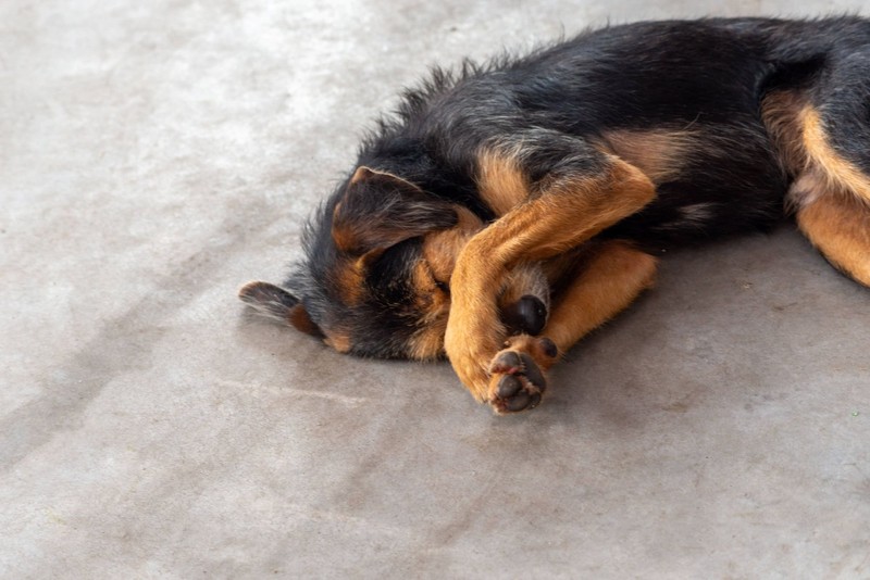 Rückwärtsniesen kann bis zu einem gewissen Grad vorgebeugt werden.