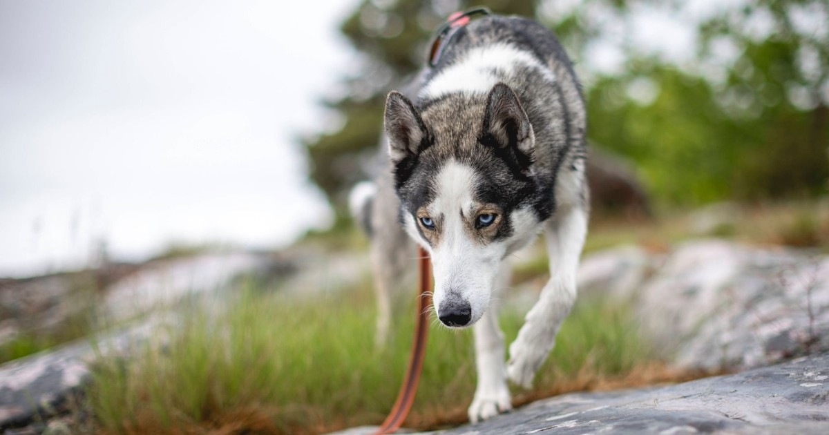 Leinenziehen abgewöhnen: 10 Tricks, damit der Gassigang kein Kraftakt wird