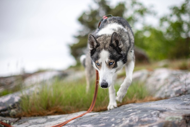 Auch Hunde brauchen mal eine Pause.