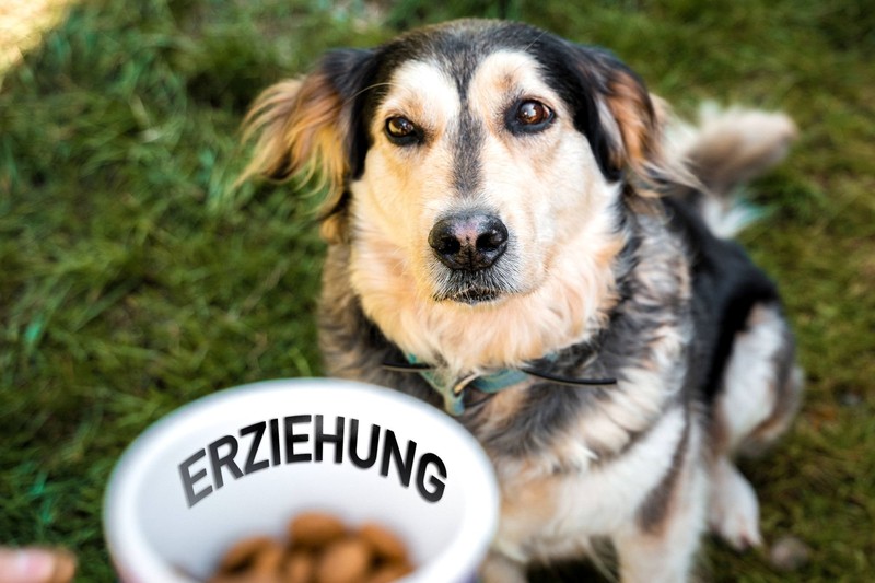 Beim Training müssen beide Seiten Geduld aufbringen.