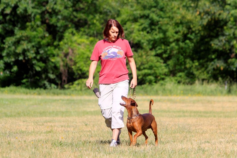 Der Fokus deines Hundes sollte auf dir liegen.