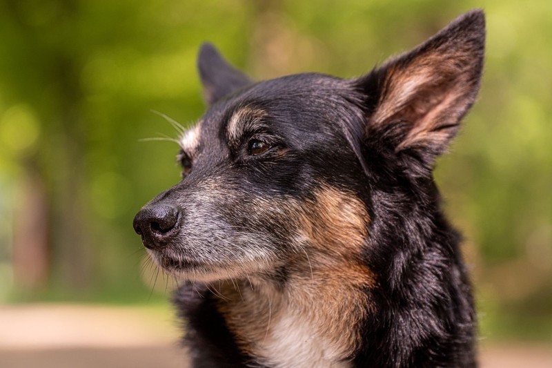 Es lohnt sich, den eigenen Hund lesen zu können.