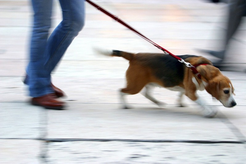 Verwende für das Training mit der Leine ein Halsband.