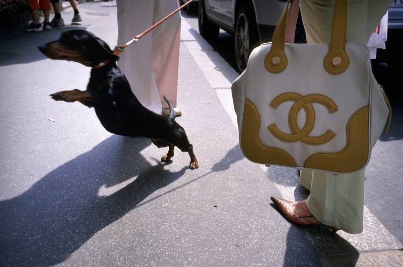 Von nun an musst du bei der Hundeerziehung konsequent bleiben.