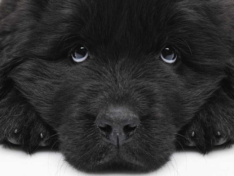 Zu viele Kommandos auf einmal verwirren deinen Hund.