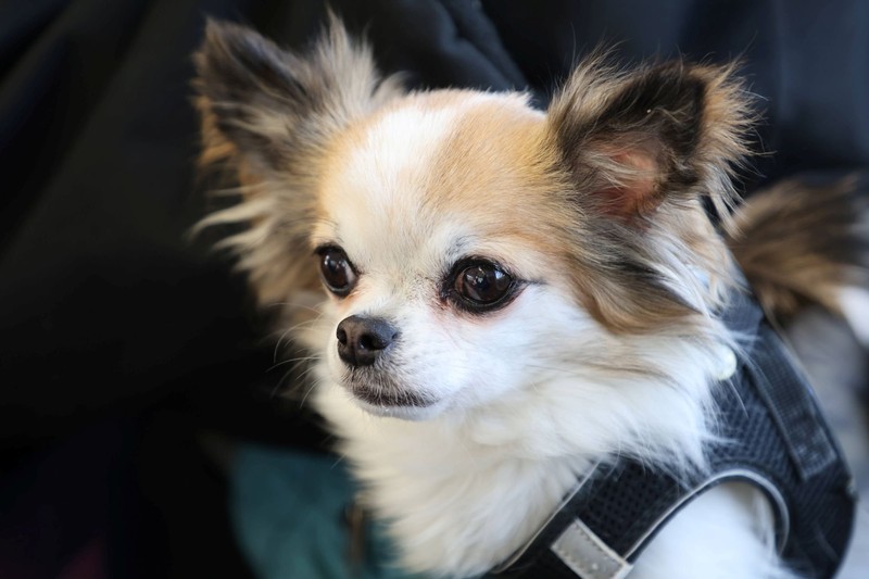 Chihuahuas haben nicht ohne Grund einen bestimmten Spitznamen.