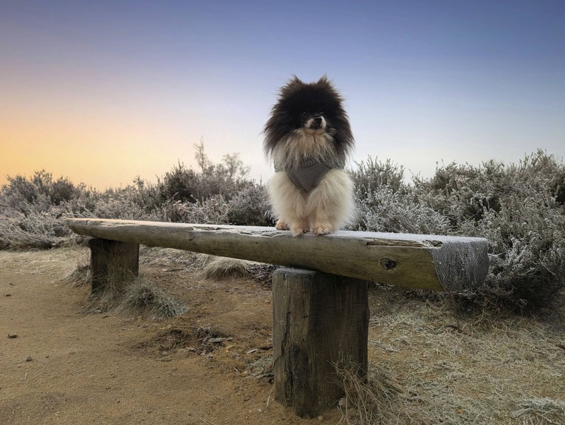 Das süße Aussehen kann täuschen.