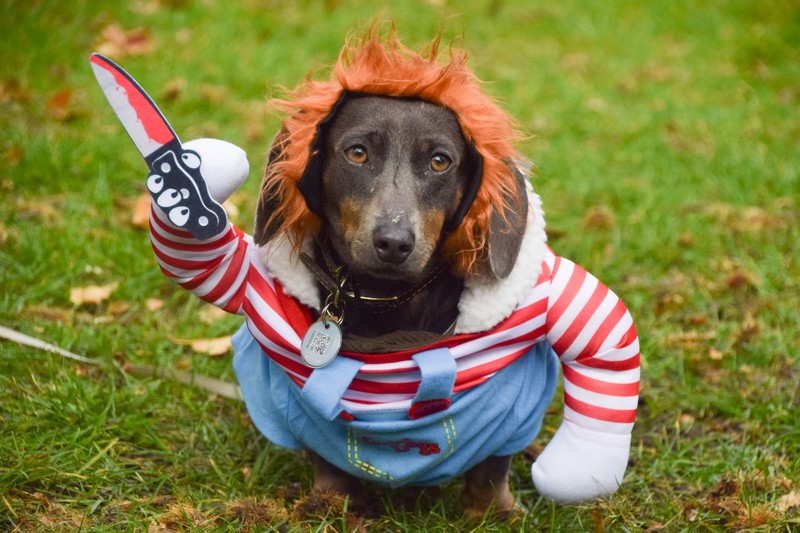 Der Dackel ist gerne dominant.