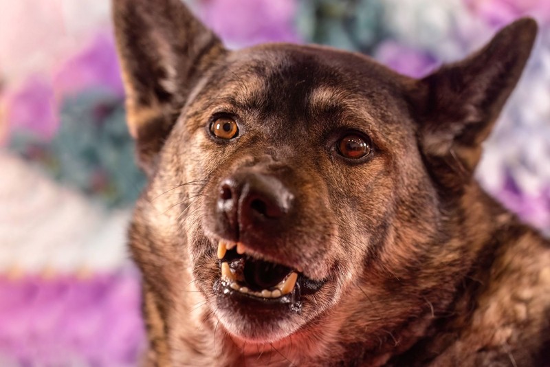 Der Schäferhund ist sehr misstrauisch.