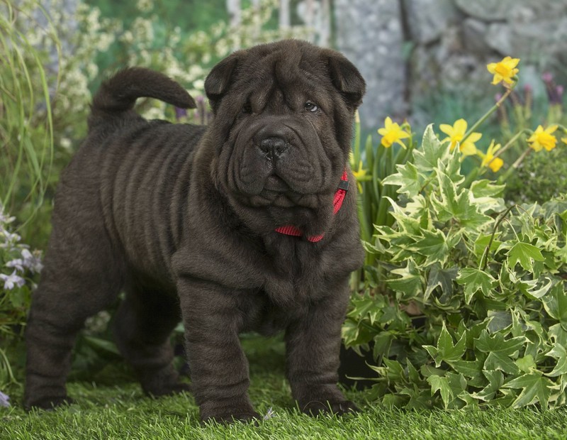 Der Shar-Pei sollte schon im Welpenalter sozialisiert werden.