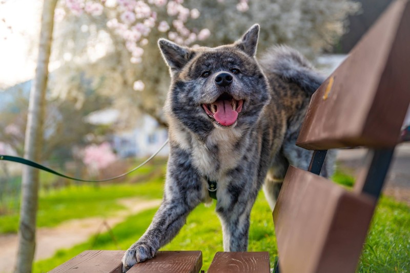 Diese Rasse mag keine Artgenossen.