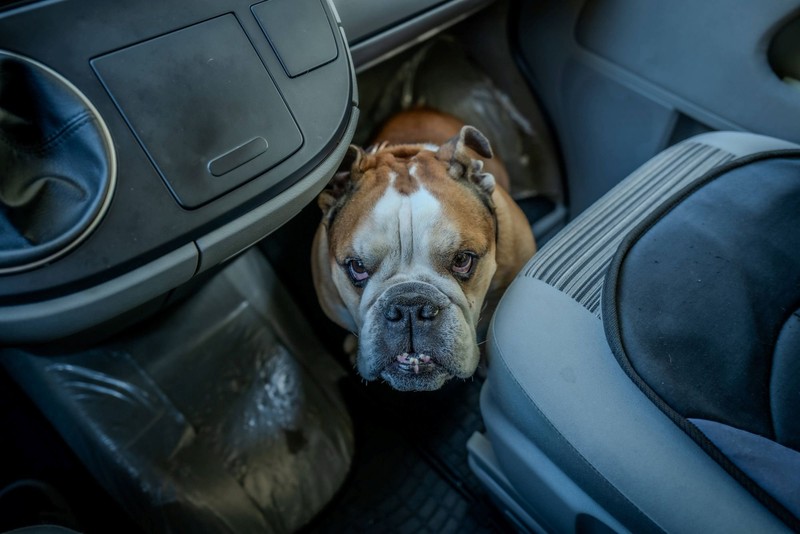 Futterneid ist bei Englischen Bulldoggen ein großes Thema.