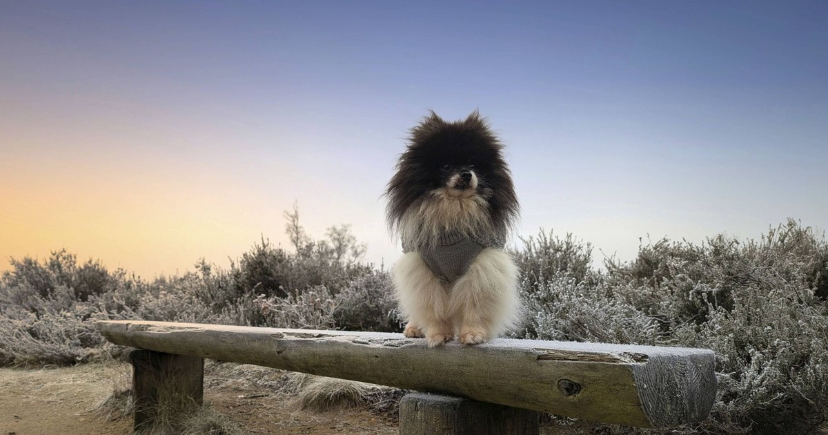 Diese Hunderassen kommen nicht gut mit anderen Hunden aus