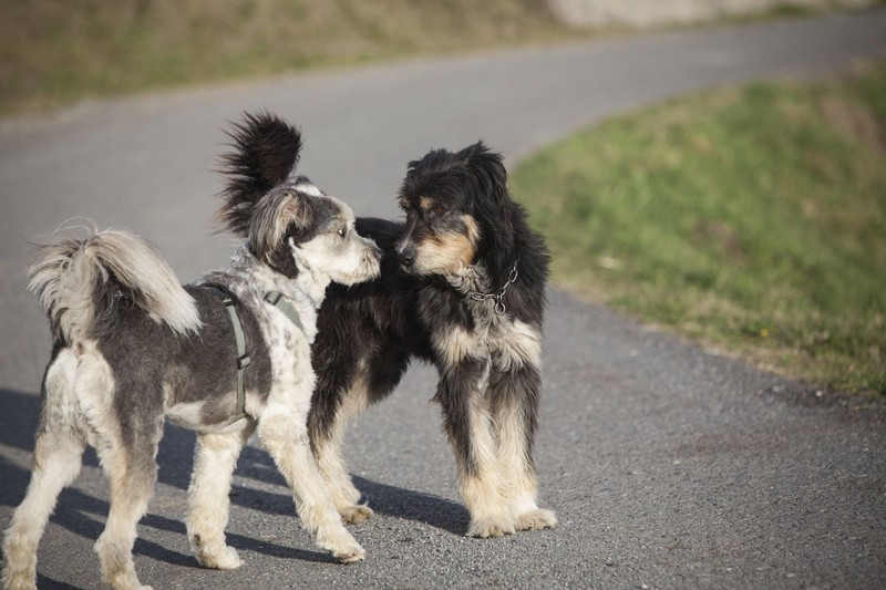 Nicht immer verlaufen Hundebegegnungen problemlos.