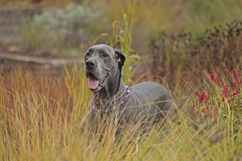 Wird die Deutsche Dogge aggressiv, kann es gefährlich werden.
