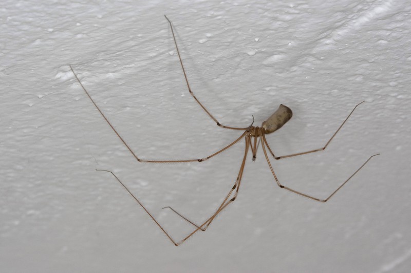 Die Zitterspinne wird oft mit dem Weberknecht verwechselt.