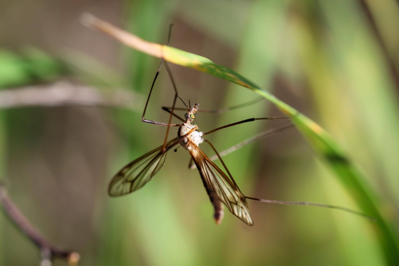 Wo solltest du die Insekten freilassen?
