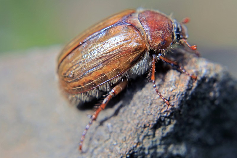 Der Junikäfer ist leicht mit dem Maikäfer zu verwechseln.