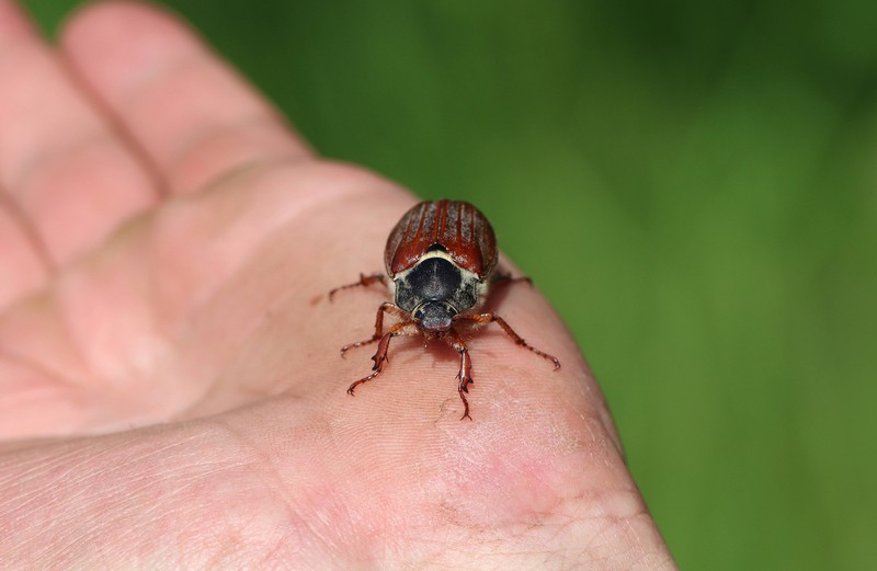 Maikäfer kann man ganz schonend in seinem eigenen Garten loswerden.