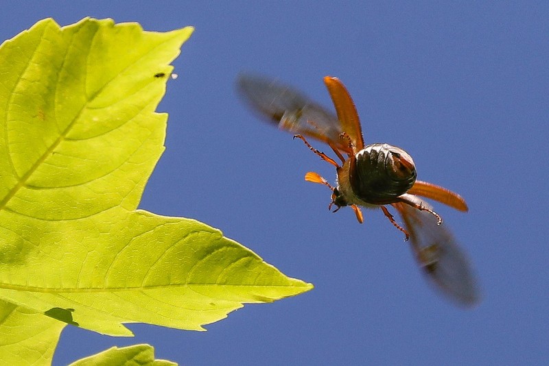 Maikäfer sind dafür bekannt, extrem laut zu brummen.