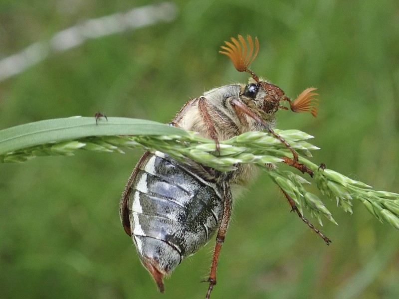 Maikäfer sind extrem schlechte Flieger.