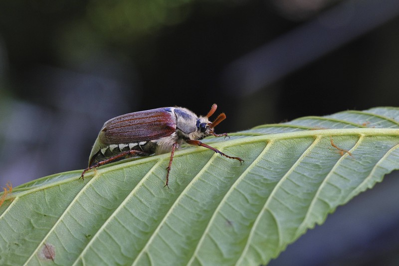 Maikäfer sind für die Natur sehr nützlich.