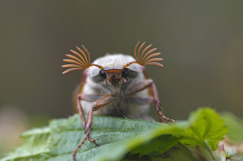 Maikäfer sind in Deutschland ganz besondere Insekten.