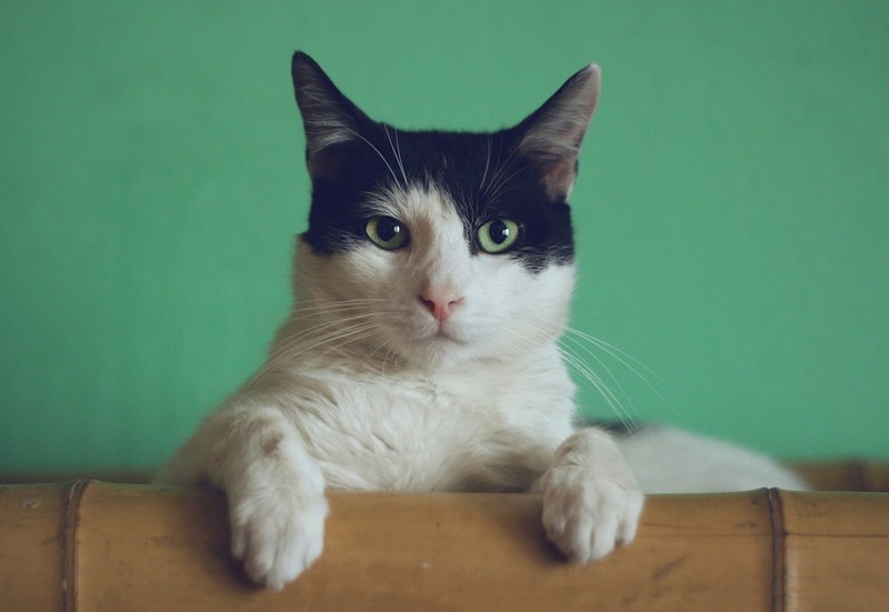 Sparen bei Hund und Katze geht nur, solange das Tier dadurch keine Einschränkungen hat. Es gibt jedoch Möglichkeiten.