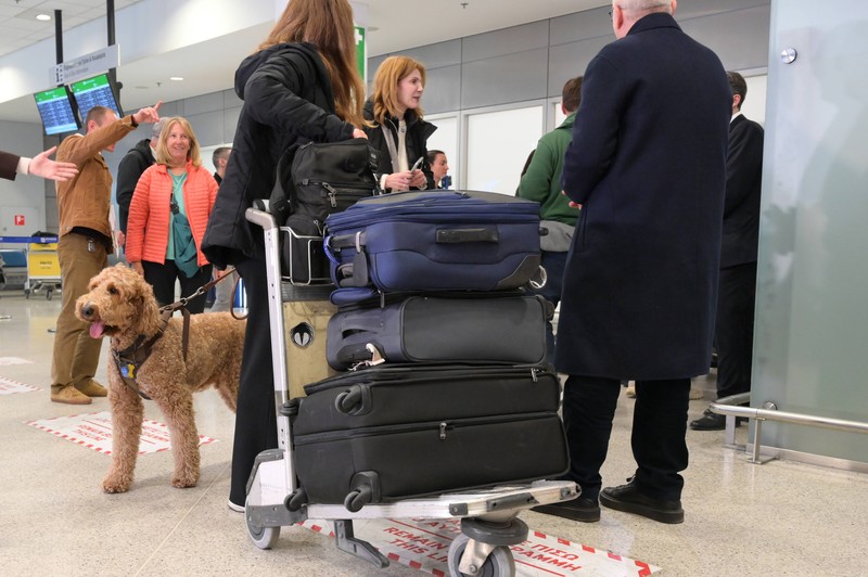 Ab sofort sind bei der ITA große Hunde im Flugzeug erlaubt.