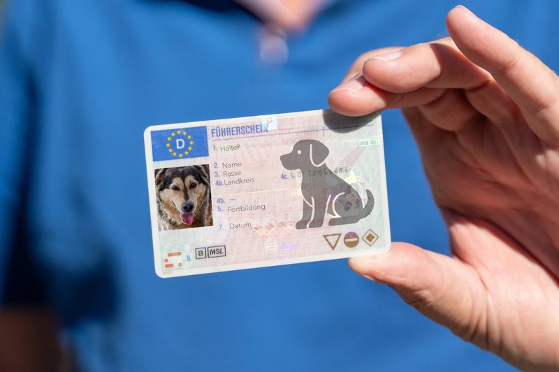 Bremen zieht nach Niedersachsen nach und führt den Hundeführerschein ein.