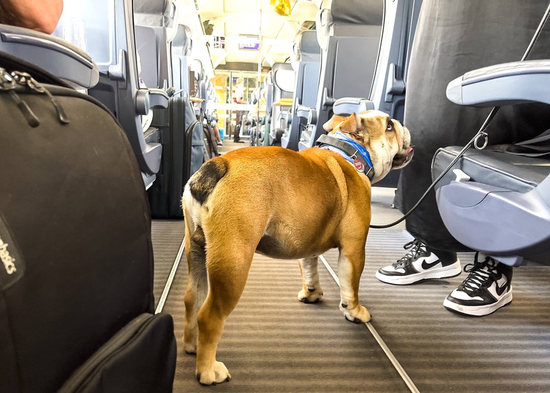 Im Nah- und Fernverkehr gibt es spezielle Regeln für Hunde.