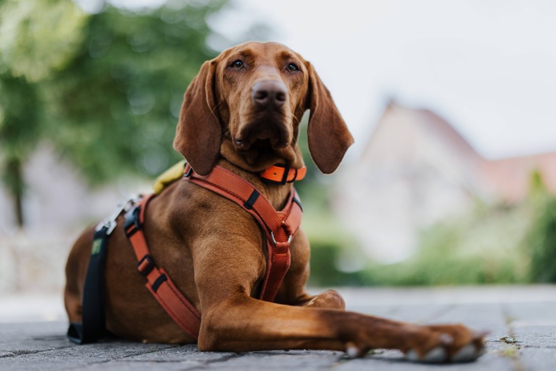 Mehr Sicherheit für Hundehalter*innen: NRW diskutiert Sachkundenachweis.