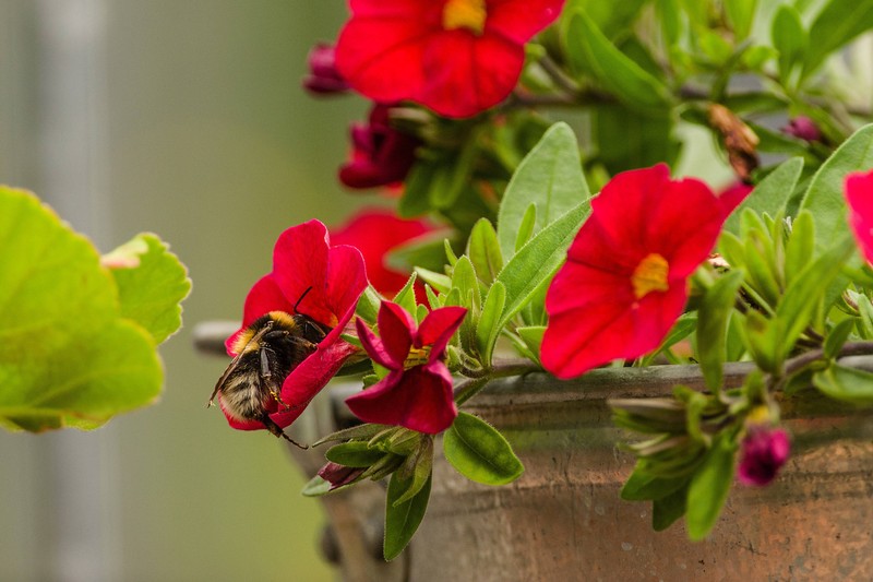 Bienen sichern die Artenvielfalt und sind Teil unserer Nahrungsgrundlage.