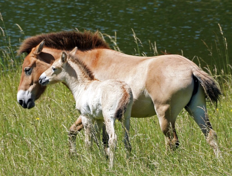 Das Przewalski-Pferd lebt heute wieder in freier Wildbahn.