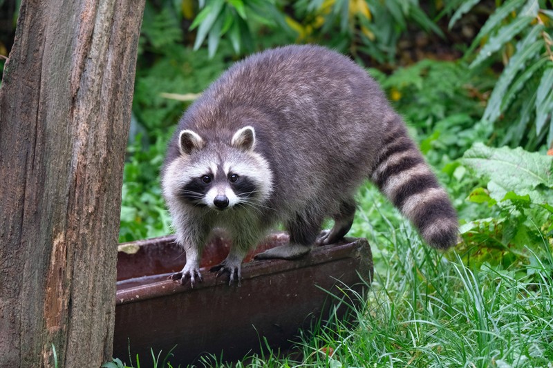 So vertreibst du Waschbären schnell und tierfreundlich von deinem Anwesen.