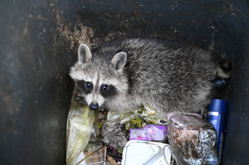 Waschbären haben große Angst vor Hunden.