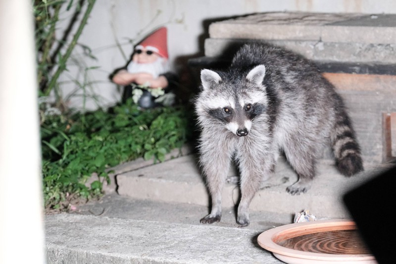 Waschbären kommen ursprünglich aus Nordamerika.